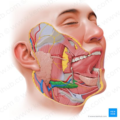 <p>One of the major salivary glands, located beneath the mandible. It produces a mixed serous and mucous saliva, contributing significantly to total salivary volume.</p>