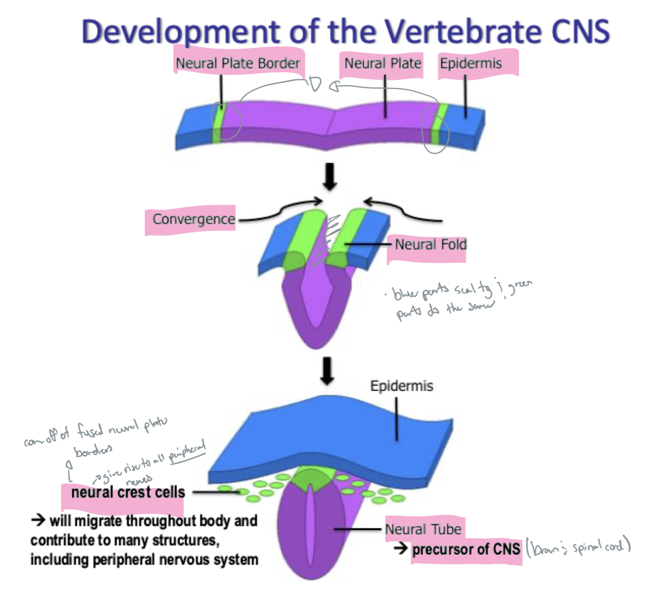 <ul><li><p>Neural plate Borders come together and create the <strong>neural fold </strong></p></li><li><p>the neural plates converge to make the neural tube (which will then become the CNS) </p></li><li><p>neural crest cells shed off the neural tube and migrate throughout the body → contribute to many structures, including the peripheral nervous system </p></li></ul><p></p>