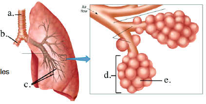 <p>Label the respiratory structures</p>