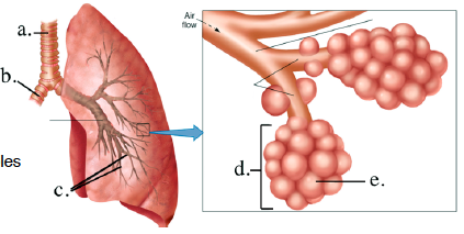 Label the respiratory structures