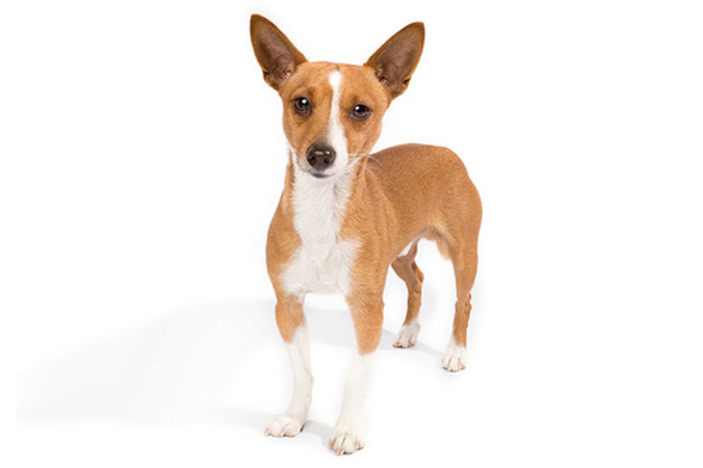 <p>Playful, Charming, Lively</p><p>AKC Breed Popularity: Ranks 160 of 194</p><p>Height: 8-12 inches</p><p>Weight: 9-13 pounds</p><p>Life Expectancy: 12-15 years</p><p>Group: Hound Group</p><p>can have long hair</p>
