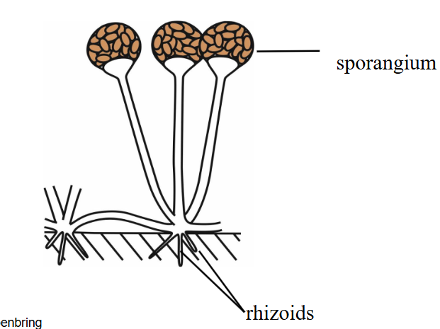 <p>what do rhizoids do?</p>