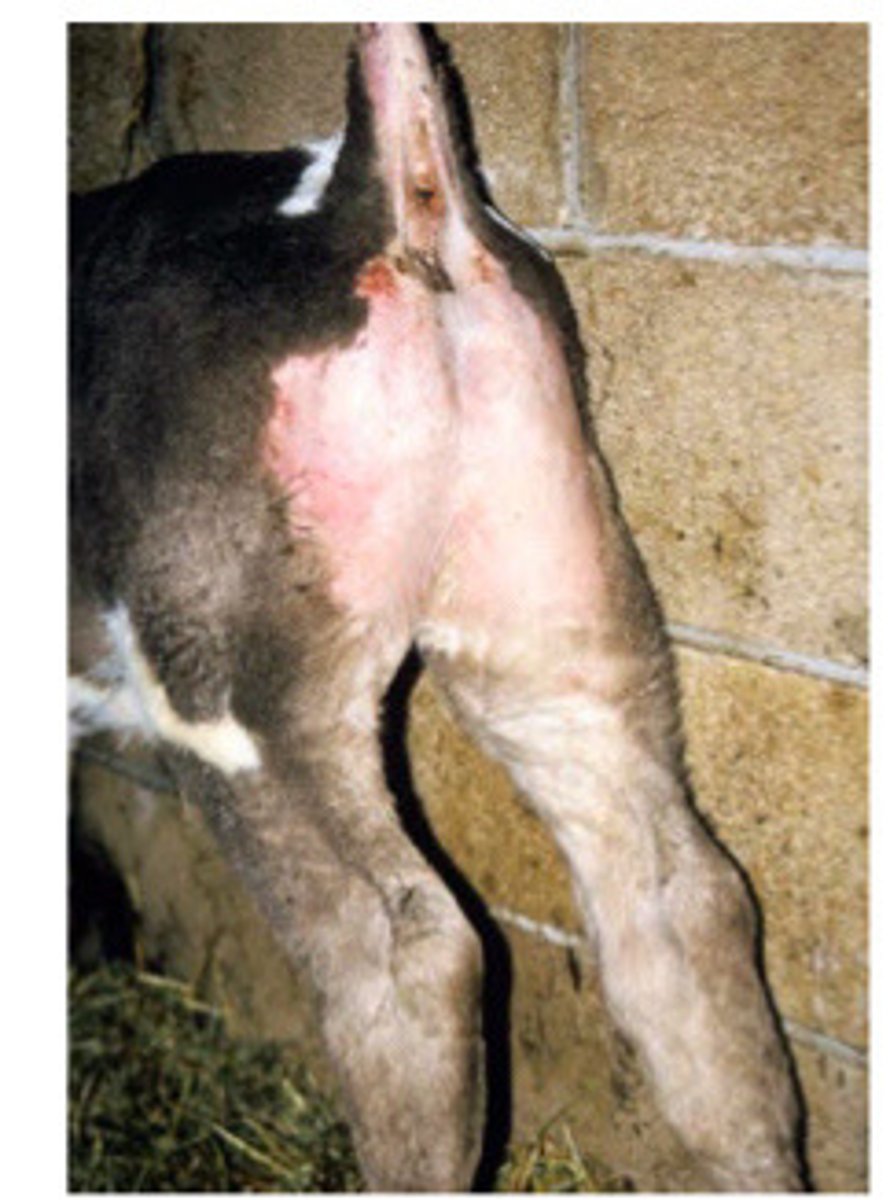 <p>A calf presents with this. You think vaseline will help WHY?</p>