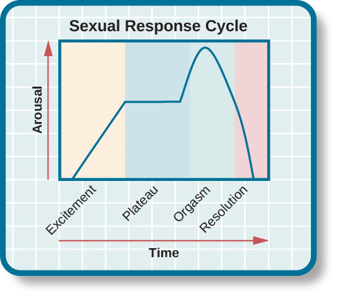 <p>sexual response is: excitement, plateau, orgasm, then resolution</p>