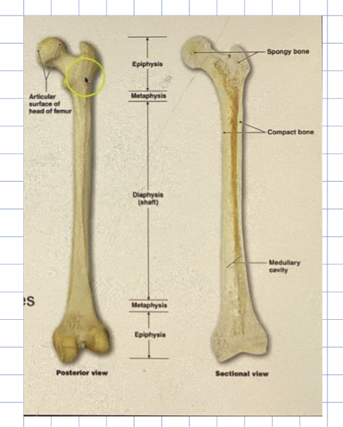 <ul><li><p>where endochondral ossification occurs</p></li><li><p>cartilage in the metaphysis, converted to bone, increasing bone length  </p><ul><li><p>A layer of cartilage that slowly turns to bone </p></li></ul></li><li><p>As we age, the width of this zone narrows. until at a point it just becomes a line called the <strong>epiphyseal line</strong> - which is a bony remnant of the epiphyseal plate </p></li></ul><p></p>