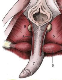 <p>note barbed glans</p>
