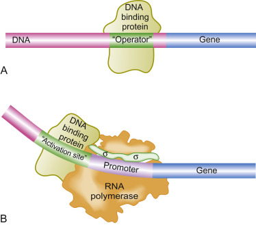 <p>Controlling Gene Expression</p>