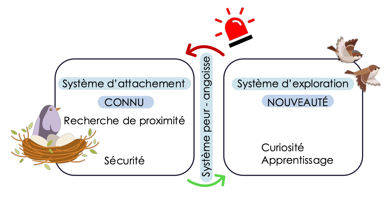 <ul><li><p>Modèle psychologique qui évoque les besoins émotionnels d'attachement, déterminant les comportements sociaux et les interactions affectives</p></li><li><p> Il couvre la recherche de proximité avec les figures d'attachement et la régulation des émotions</p></li><li><p>système inné, manifeste à partie de 7 mois </p><ul><li><p>signes d’attachements à des figures spécifiques </p></li><li><p>développement moteur</p><p>→ capacité d’exploration accrue + possibilité d’influence sur la distance à la figure d’attachement </p></li></ul></li><li><p>importance de l’émotion </p><ul><li><p>activation du système d’attachement : peur et angoisse </p></li><li><p>réaction à la séparation : tristesse et colère </p></li></ul></li></ul><p></p>