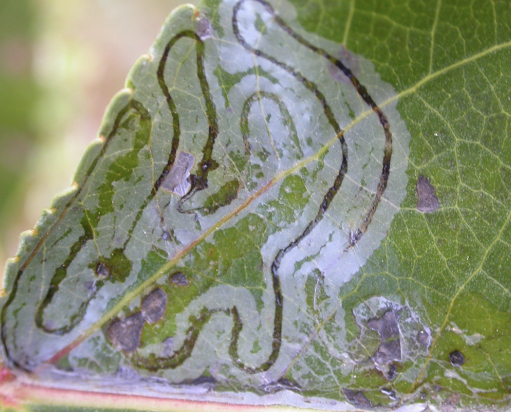 <p>small enough to live entire life inside a single leaf</p>