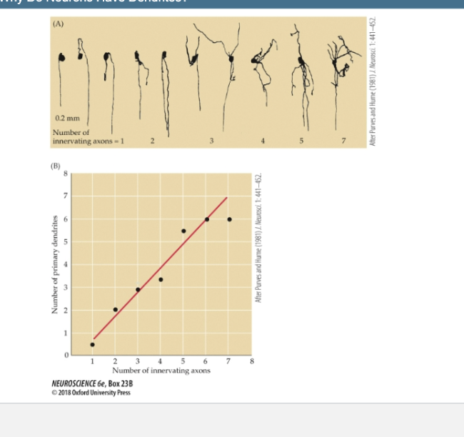 <p>Box 23 B- Why do neurons have dendrites</p>