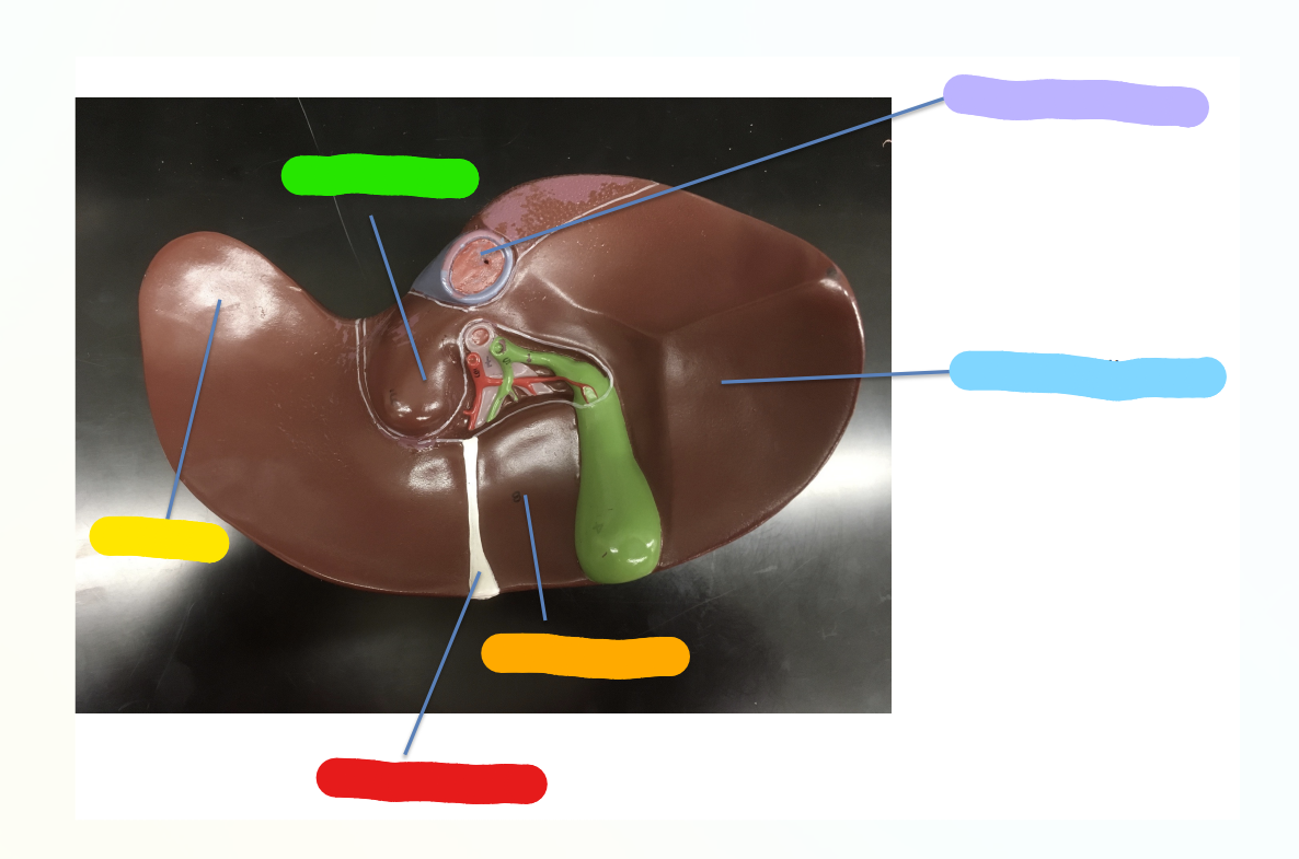 <p>What is indicated by the Yellow Section?</p>