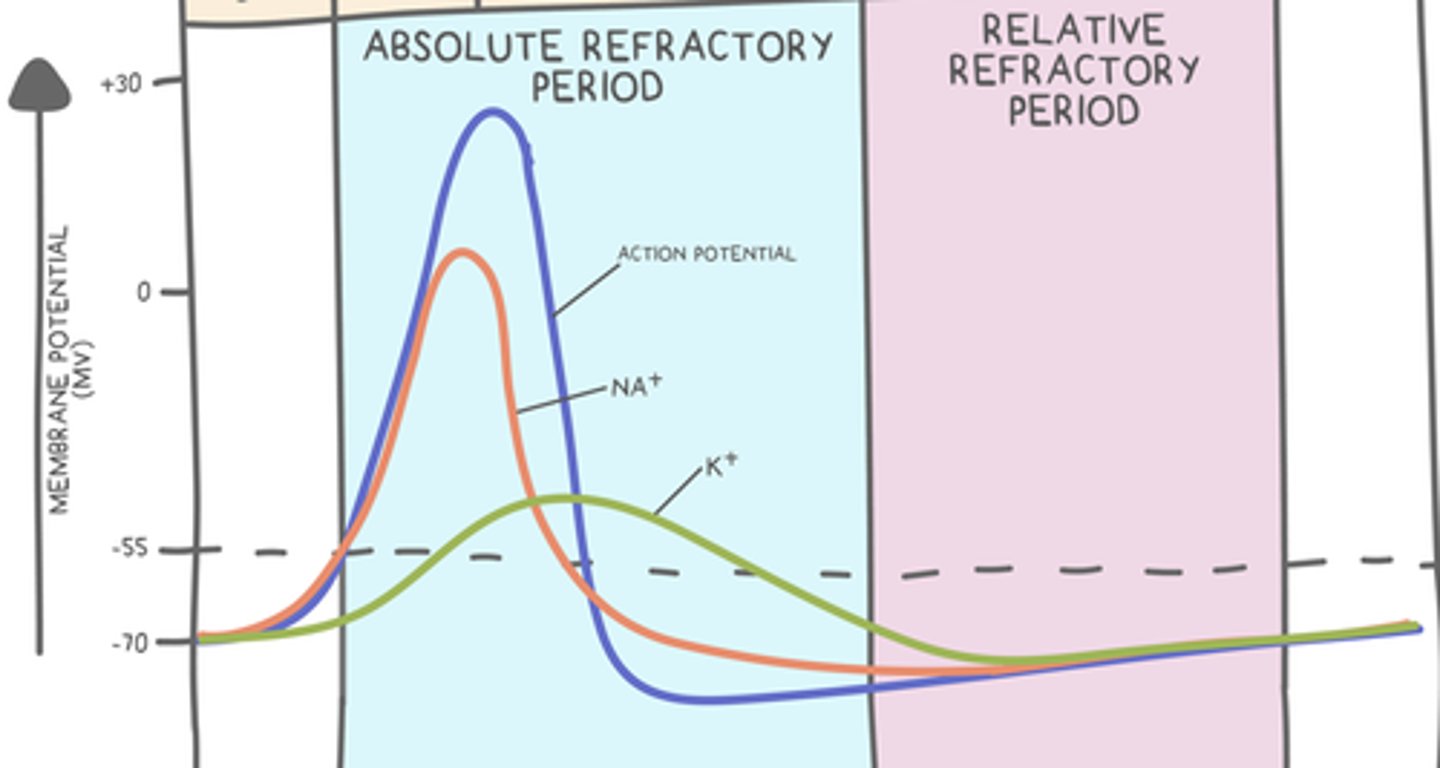 <p>relative refractory period</p>