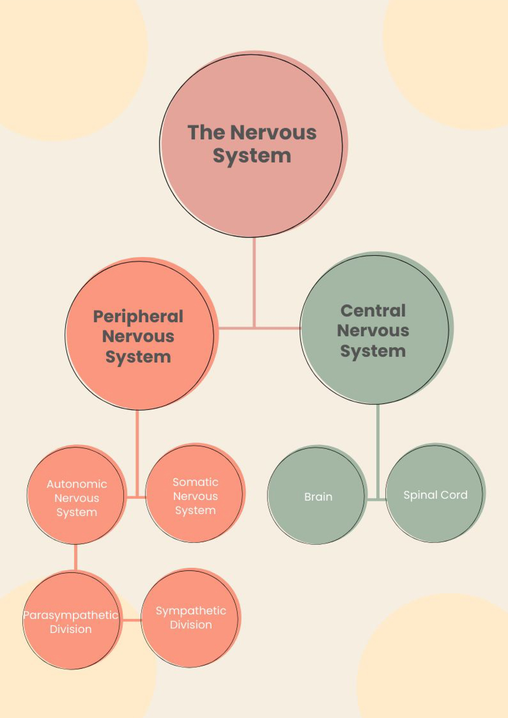 Divisions of the Nervous System