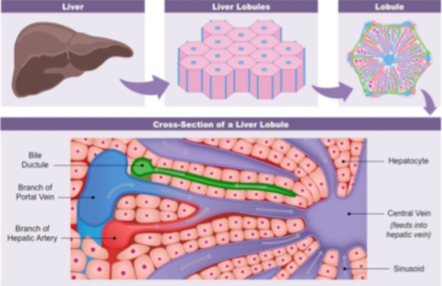 <p>Cross section of a lobule</p>