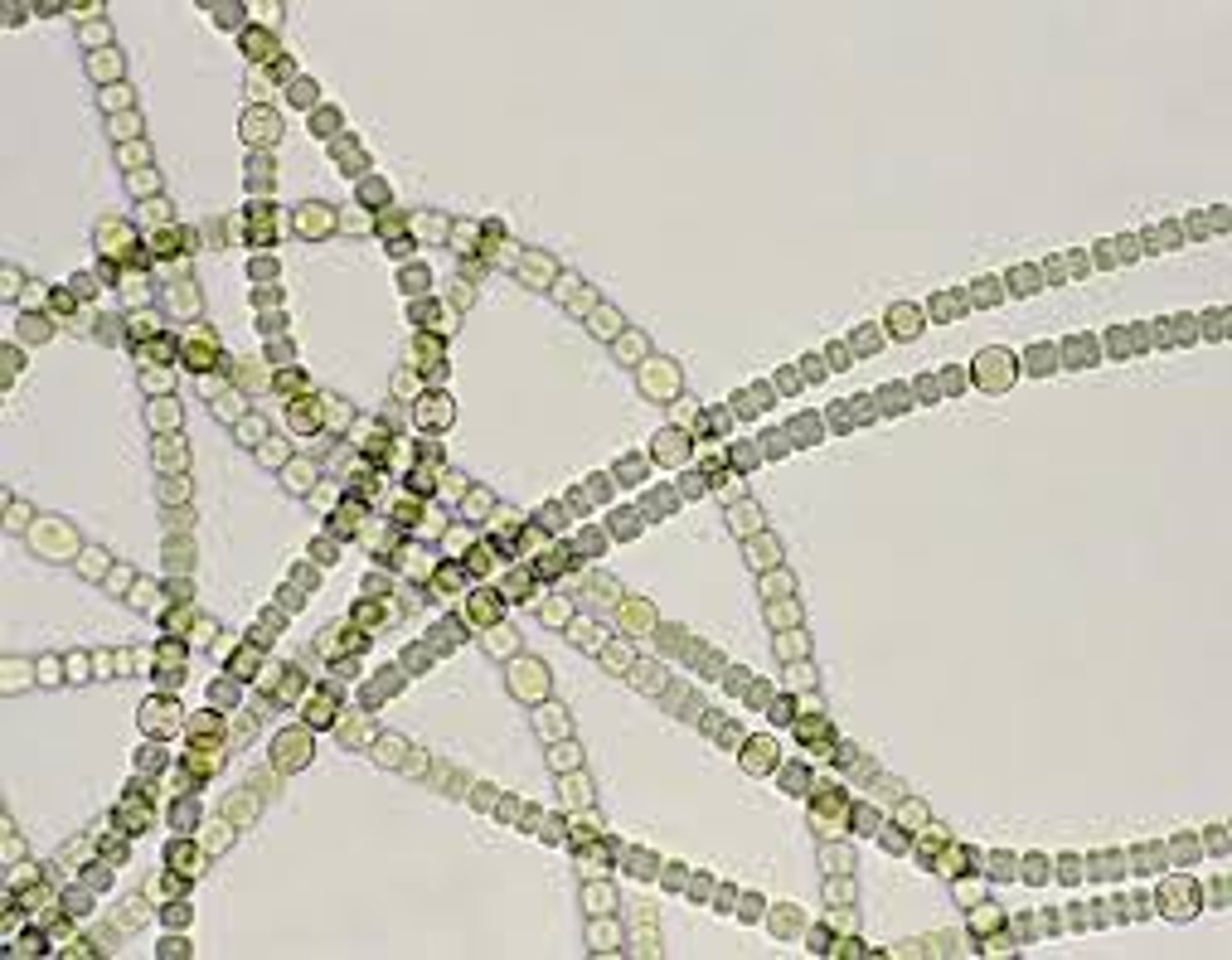 <p>Important primary producers in tidal flats and salt marshes.</p>