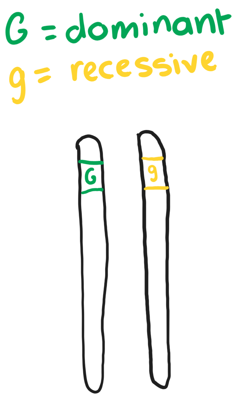 <p>The diagram shows two homologous chromosomes. What can the organism be described as?</p>
