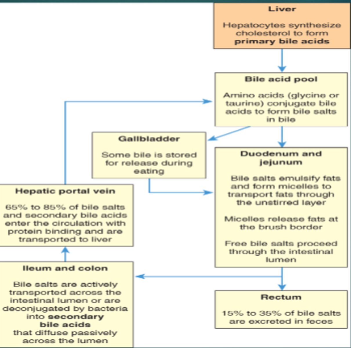 <p>recycling of bile salts</p>
