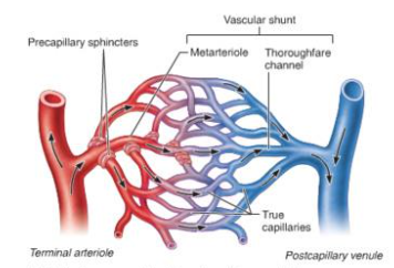 <p>relaxation of smooth muscle on wall of arterioles and pre capillary sphincter to increase blood flow in capillaries</p>