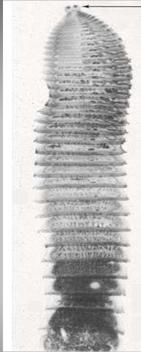 <p>spp</p><p>parts</p>