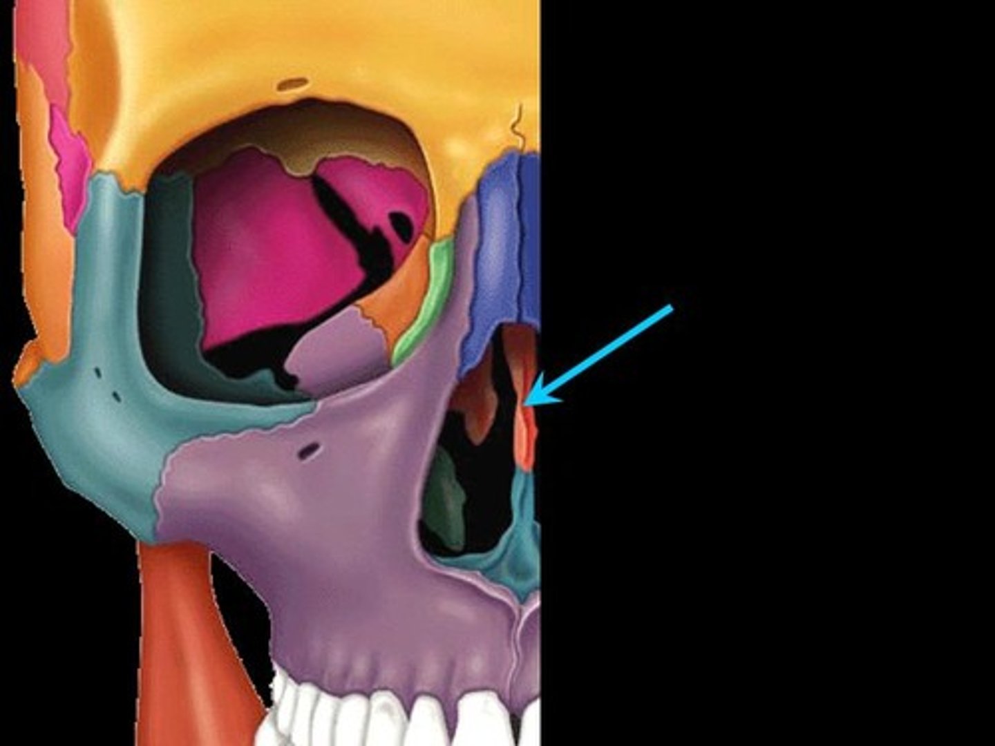 <p>Visible in the nasal cavity, extends down into the nose, forming part of the nasal septum</p>