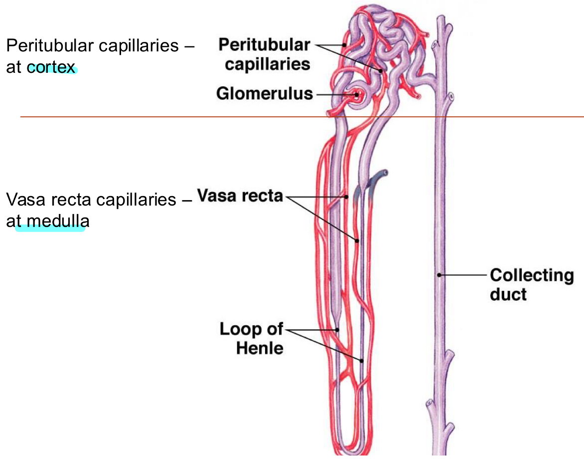 <p> Functions: Site of production of dilute urine, Create/maintain osmotic gradient in medulla</p><p> Mechanisms: Countercurrent multiplication (loop of Henle), Countercurrent exchange (vasa recta)</p><p>Countercurrent: flow is parallel, opposite directions</p><p> establishes the medullary concentration gradient</p>