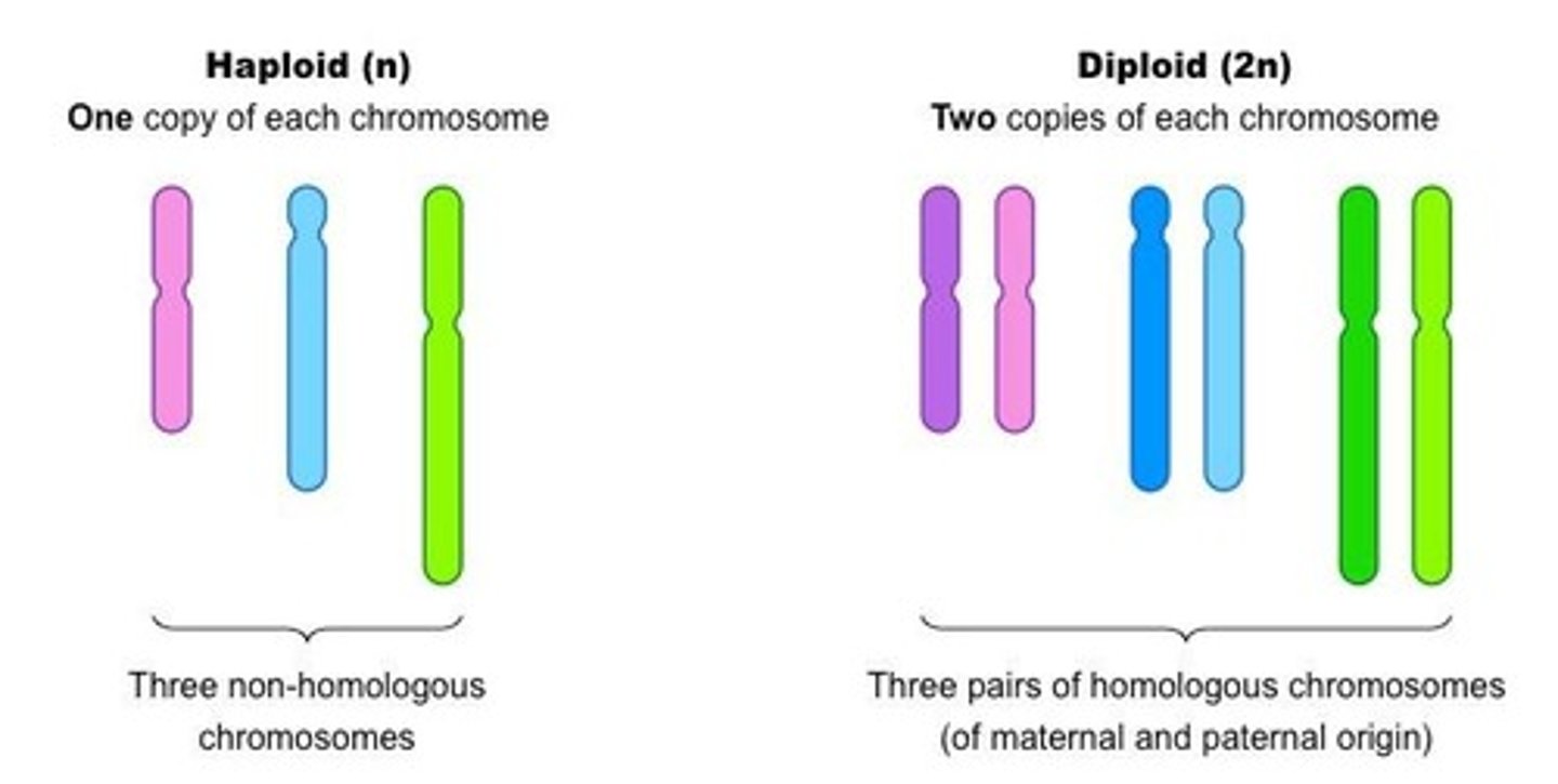 <p>Relating to the body, excluding the reproductive cells.</p>