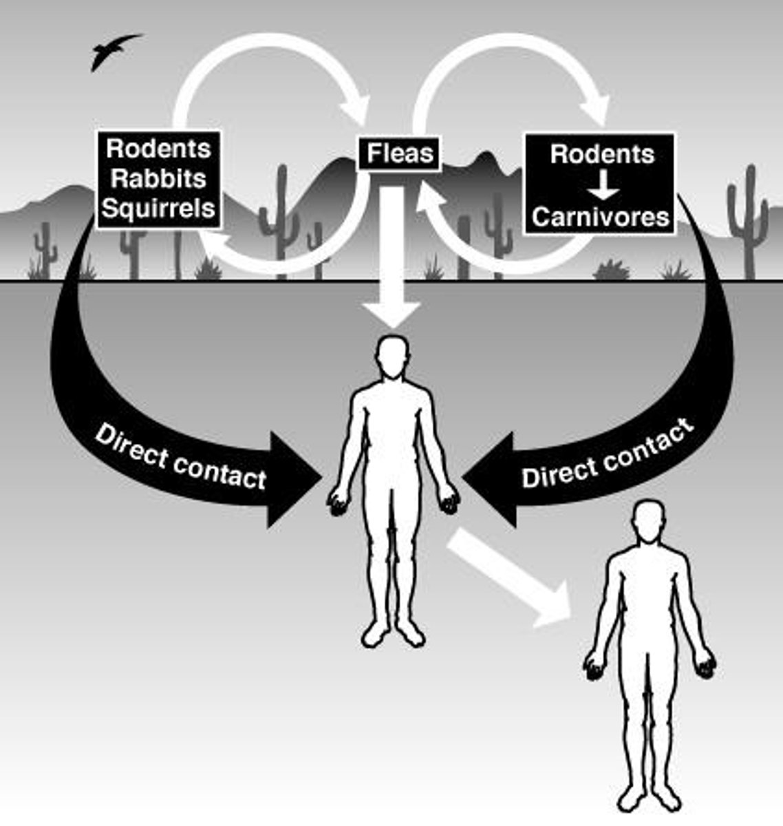 <p>Buboes, bacteremia, and seeding of the lungs, liver, and spleen.</p>