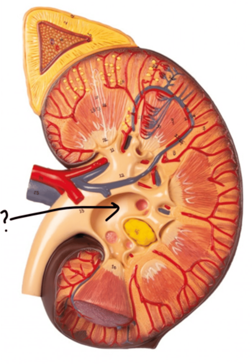 <p>Name this space.</p>