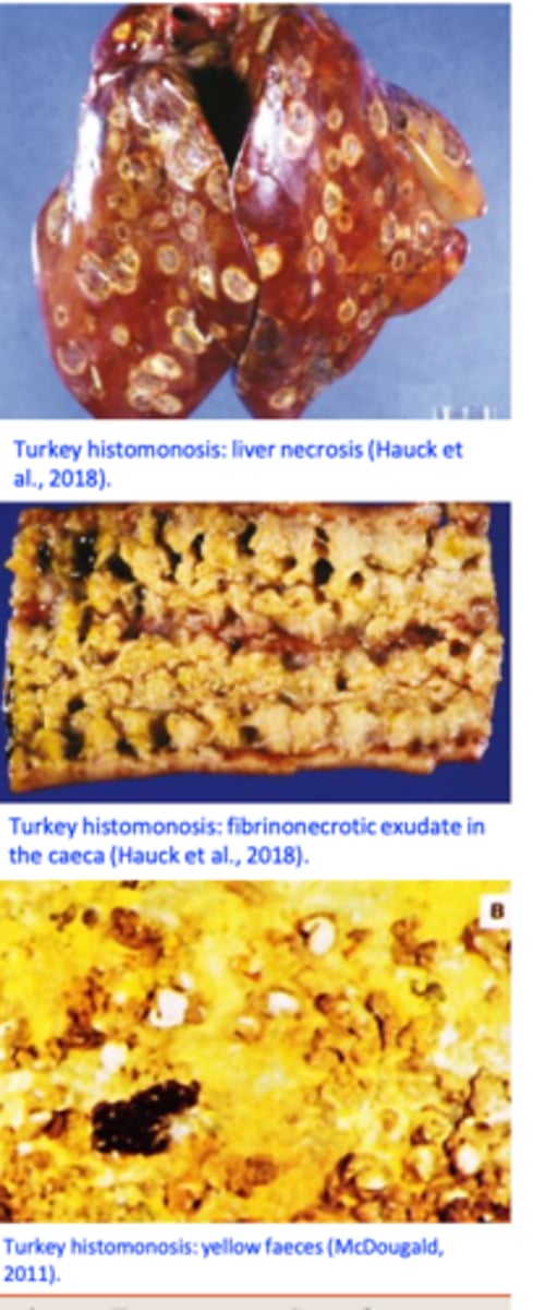 <p>Hosts: galliform birds</p><p>Severe disease: turkey</p><p>Mild disease: chicken</p><p>• Age affected: chickens 4-6 weeks of age are most susceptible while turkeys of any age are susceptible;</p>