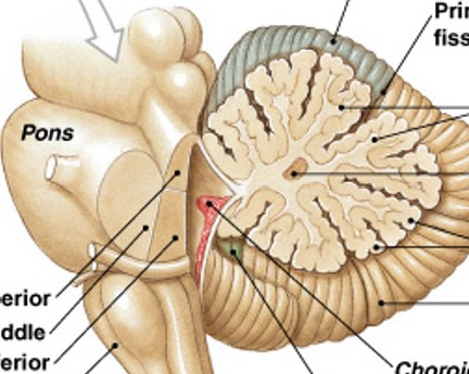 <p>Which structure of the cerebellum is:</p><ul><li><p>Highly branched, internal white matter of cerebellum</p></li><li><p>Tree-like pattern</p></li></ul><p></p>