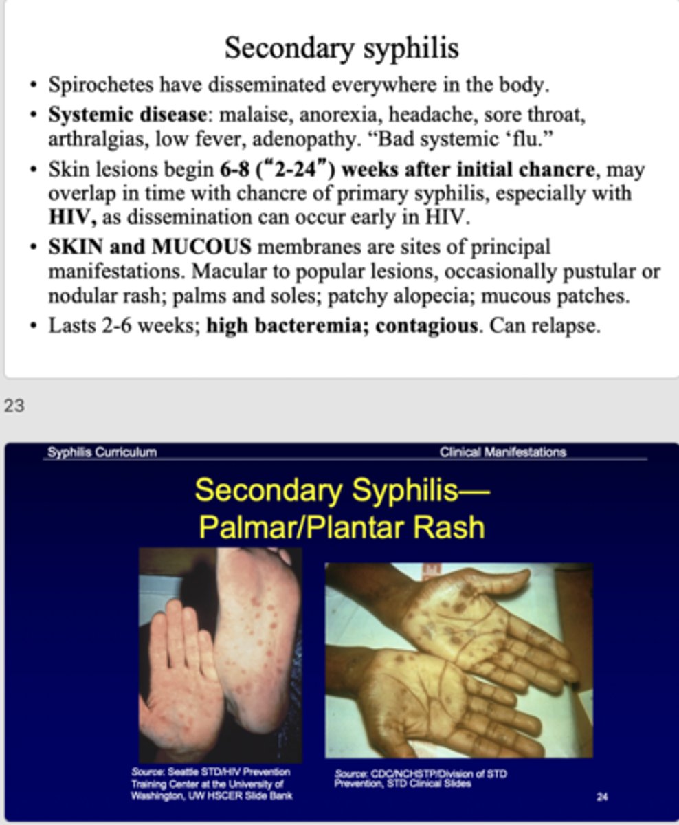 <p>secondary syphilis</p>