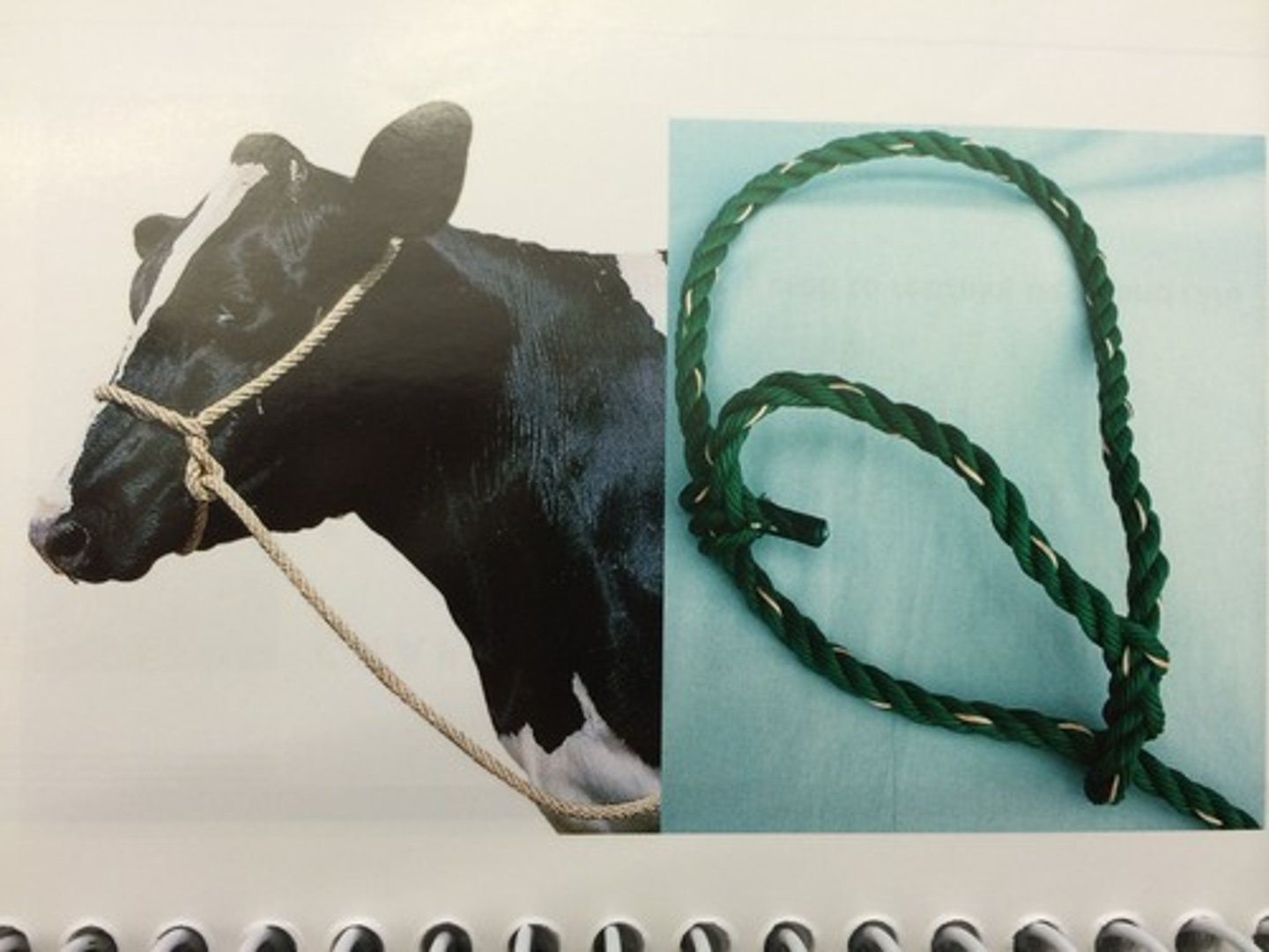 <p>To control an animal's head while the animal is in a chute or while it is being led.</p>