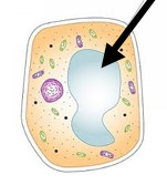 <p>Found in plant cells. Contain a fluid called cell sap.</p>