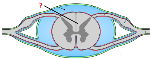 myelinated axons that are divided into columns (funiculi - ventral, dorsal, lateral) that are divided into tracts (fasciculi)