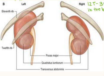 <p>T__ through _L vertebrae serve as a landmark for the kidneys</p>