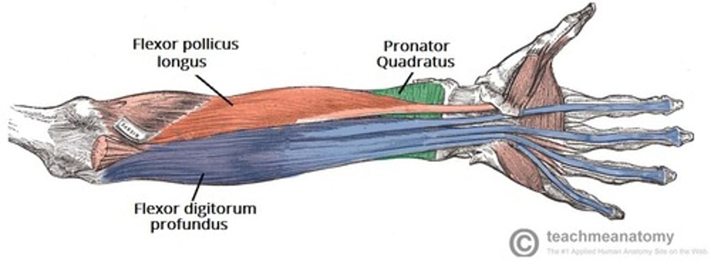 <p>Deep (3rd) layer: do not cross the elbow joint</p><p>-Flexor digitorum profundus (FDP)</p><p>-Flexor pollicis longus (FPL)</p><p>-Pronator quadratus</p>