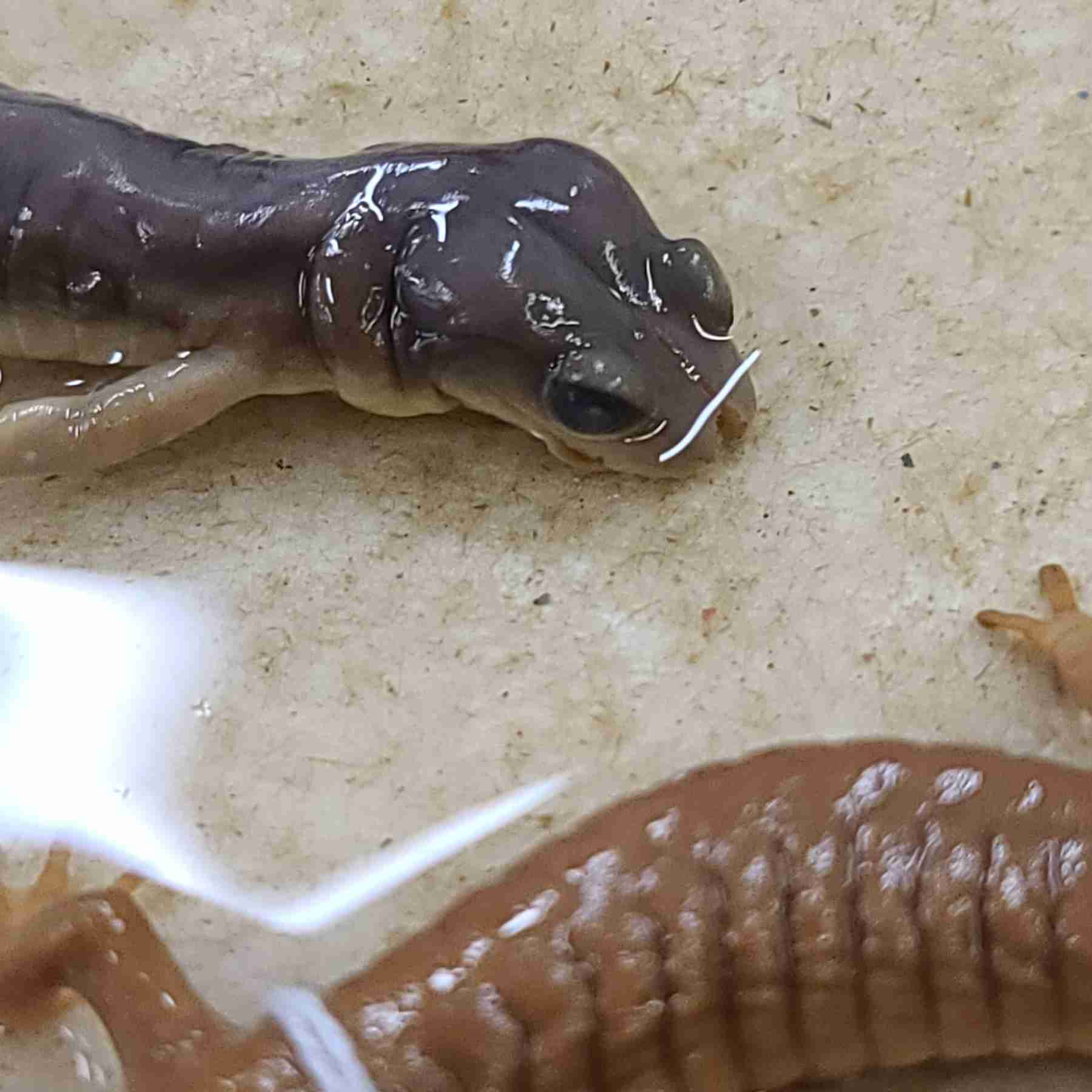 <p>Most specious! nasolabial grooves</p>