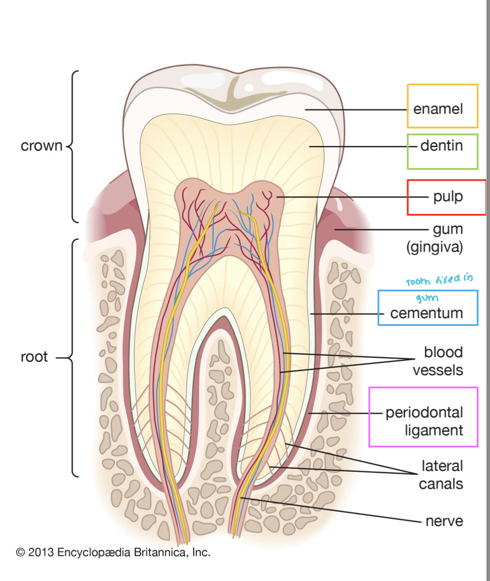 * Lies within the @@**dentil and contains vessels and nerves** @@