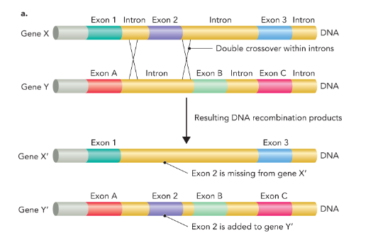 <p>the mixing and matching of protein-coding sequences during evolution to generate genes with new function</p>