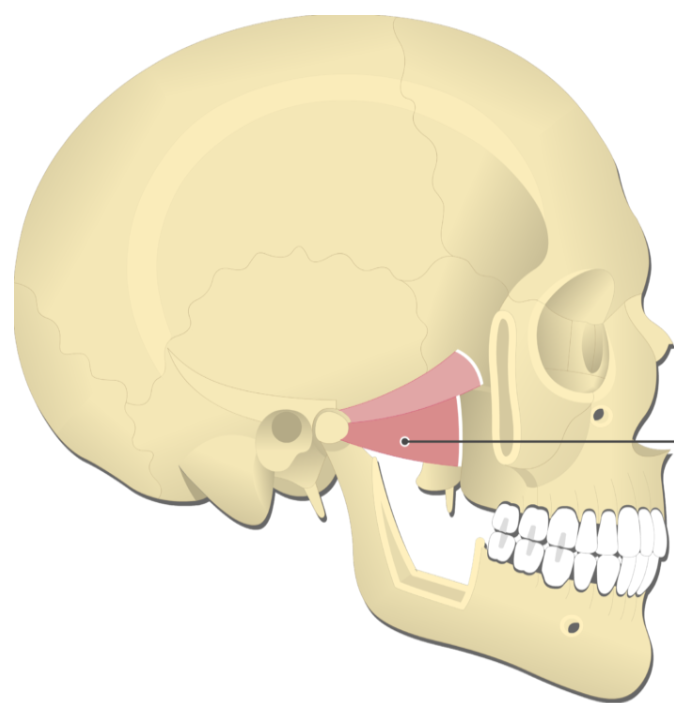 <p>Pterygoids (Lateral) </p>