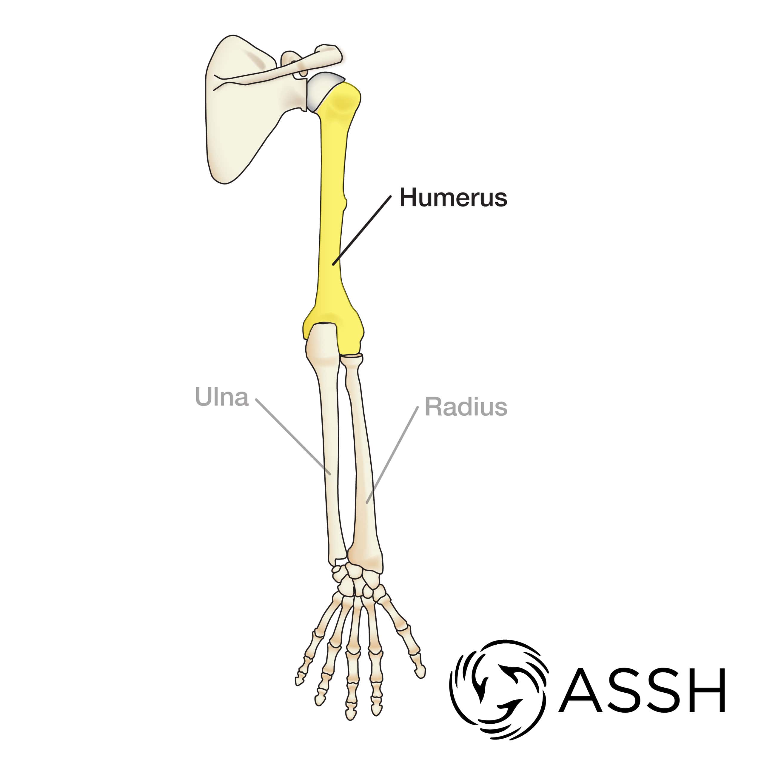 <ul><li><p>Humerus (upper arm) </p></li><li><p>Ulna and Radius (forearm) </p></li></ul><p></p>