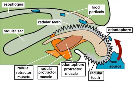 <ul><li><p>Radula in mouth (ribbon of teeth), digestion is complete (mouth to anus)&nbsp;</p></li><li><p>Teeth are chitinous</p></li><li><p>Odontophore - under radula, cartilage like, attached to musculature = forms buccal mass/odontophore complex&nbsp;</p></li><li><p>Rasp food from substrate or boring&nbsp;</p></li><li><p>Digestion is aided by digestive gland enzymes and storage&nbsp;&nbsp;</p></li></ul><p></p>