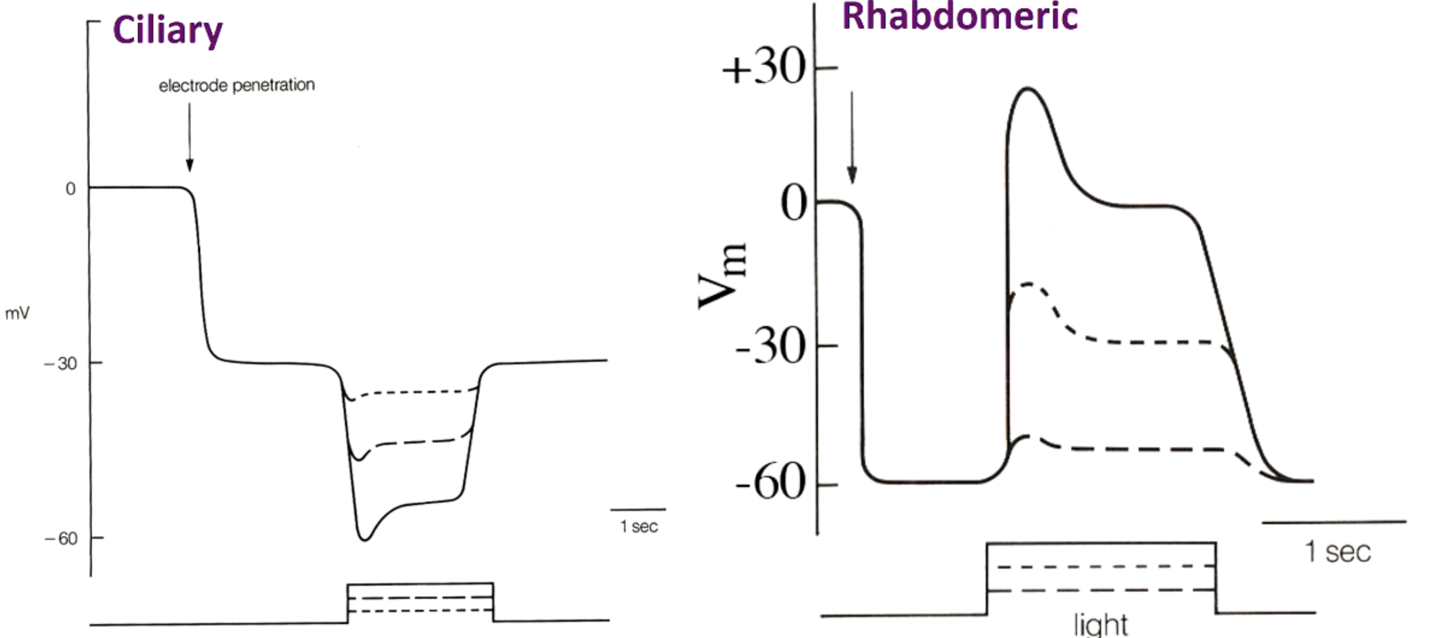 <ul><li><p>(1) 2 types of Ciliary vs 1 Rhabdomeric</p><ul><li><p>Ciliary can be rods or cones</p></li></ul></li><li><p>(2) Extensions</p><ul><li><p>Ciliary = 1 cilia folded</p></li><li><p>Rhabdomeric = many microvilli</p></li></ul></li><li><p>(3) RMP</p><ul><li><p>Ciliary = -30 mV</p></li><li><p>Rhabdomeric = -60 mV</p></li></ul></li><li><p>(3) Stimulus effect</p><ul><li><p>Ciliary = mV becomes more negative</p></li><li><p>Rhabdomeric = mV becomes more positive</p></li></ul></li></ul><p></p>