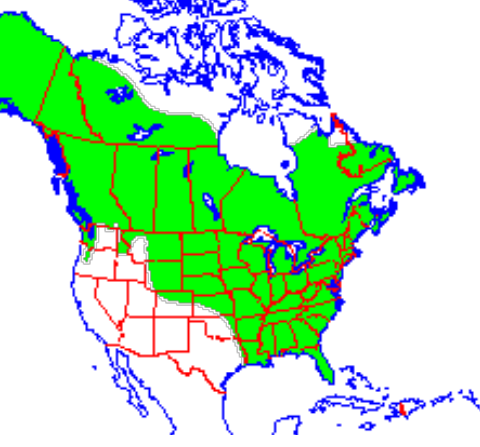 <p>Which species fits the following habitat and management concerns?</p><p><br>Habitat: Forested or brushy areas adjacent to banks of lakes, marshes, and rivers</p><p>Management issues: One of the most important furbearers; breeding ranches; possible competition w humans for water fowl or small game species; appear sensitive to pollution</p>