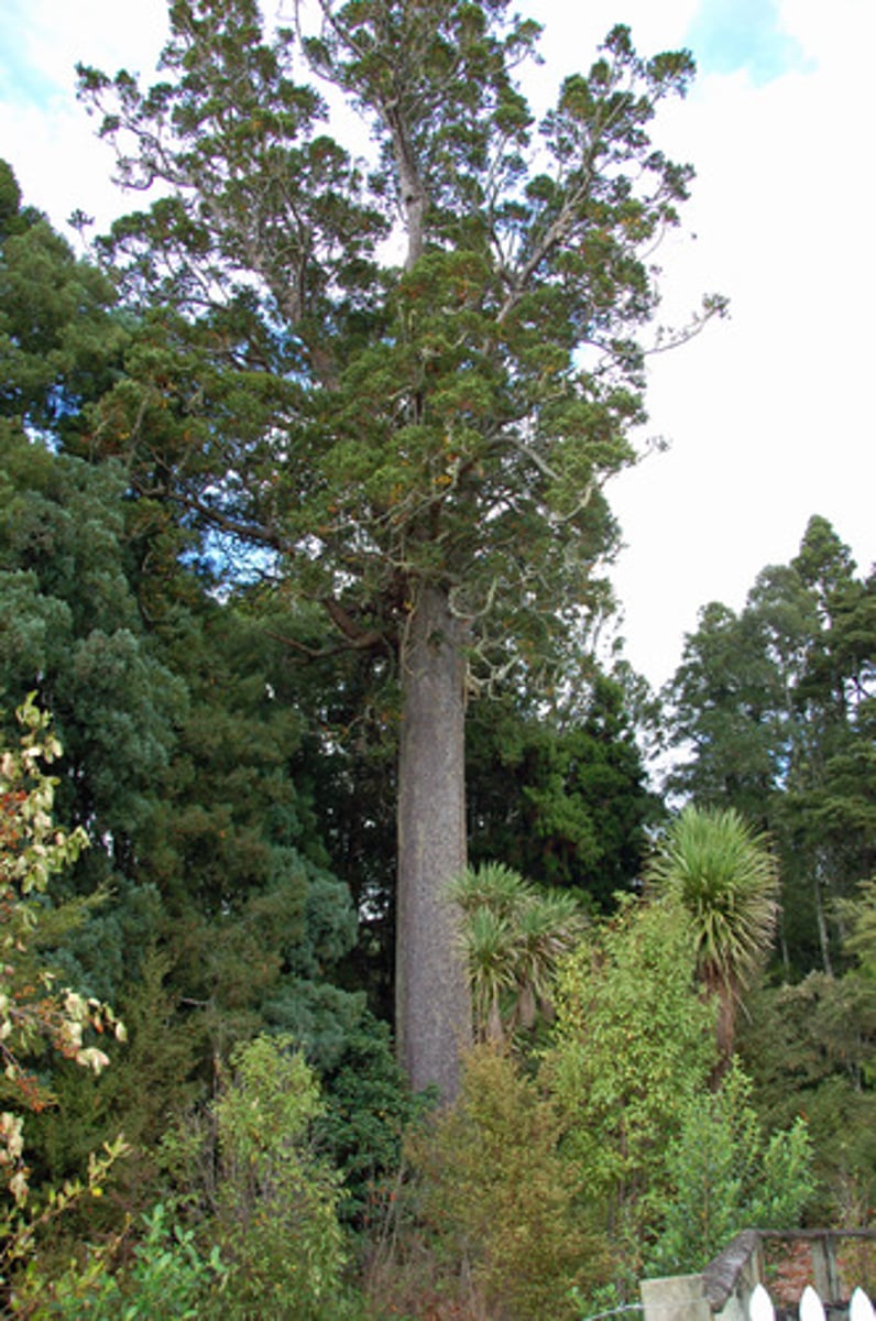 <p>- live about 2000 years</p><p>- swamp-preserved trees to 60,000 yrs</p><p>- 14C dating calibration</p>