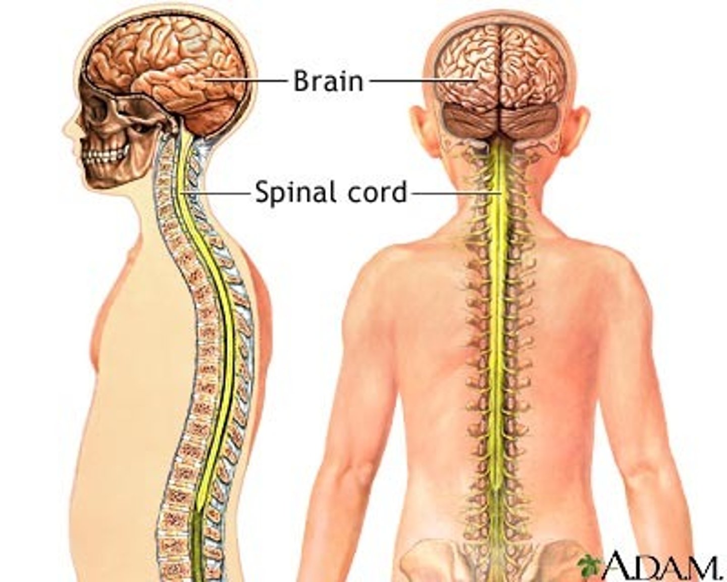 <p>brain and spinal cord</p>