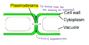 <p>(CYTOSKELETON &amp; CELL JUNCTIONS) <u>CELL JUNCTIONS:</u> What are <strong><u>PLASMODESMATA?</u></strong></p>