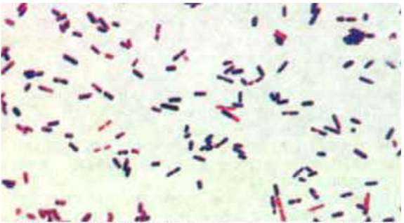 <p>spore forming - survive indefinitely&nbsp;</p><p>resistant to heat and cold</p><p>resistant to many disinfectants&nbsp;</p>