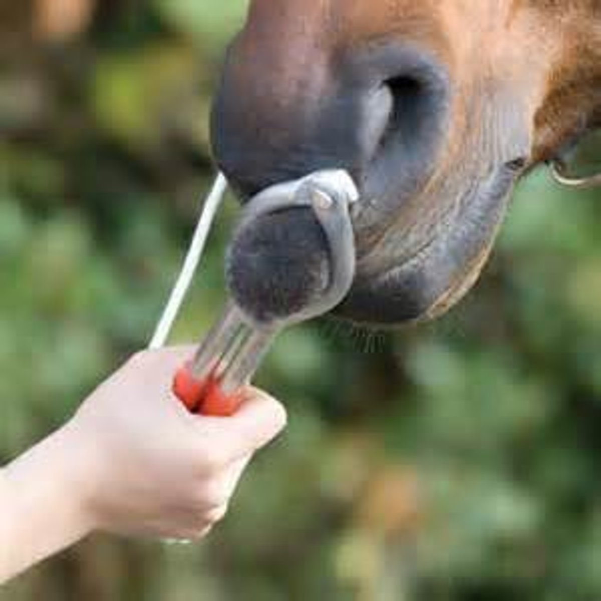 <p>to distract a horse's attention from minor procedures by inflicting mild pain</p>