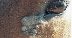 <p><span style="background-color: transparent;"><strong><span>Sarcoids </span></strong></span></p>